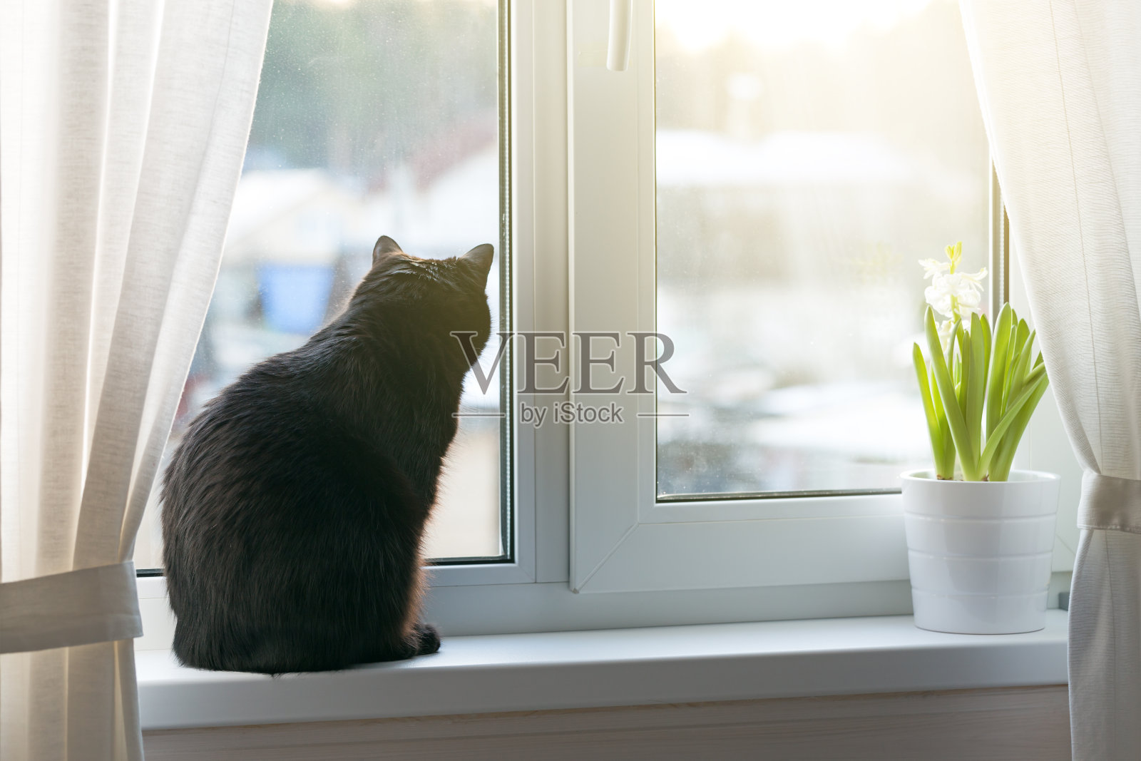 黑猫坐在窗台上照片摄影图片