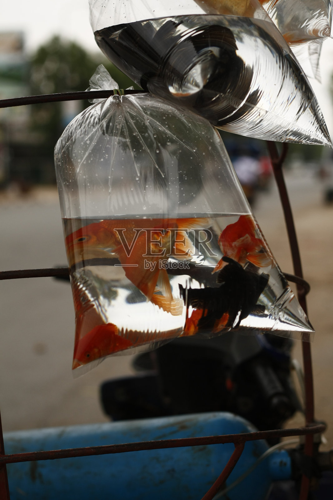 在东南亚的老挝，许多大小不一的金鱼装在一个塑料袋里出售照片摄影图片
