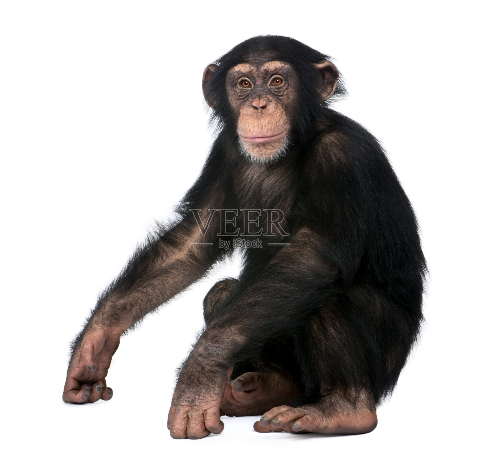 年轻的黑猩猩坐在-猿猴(5岁)在一个白色的背景照片摄影图片