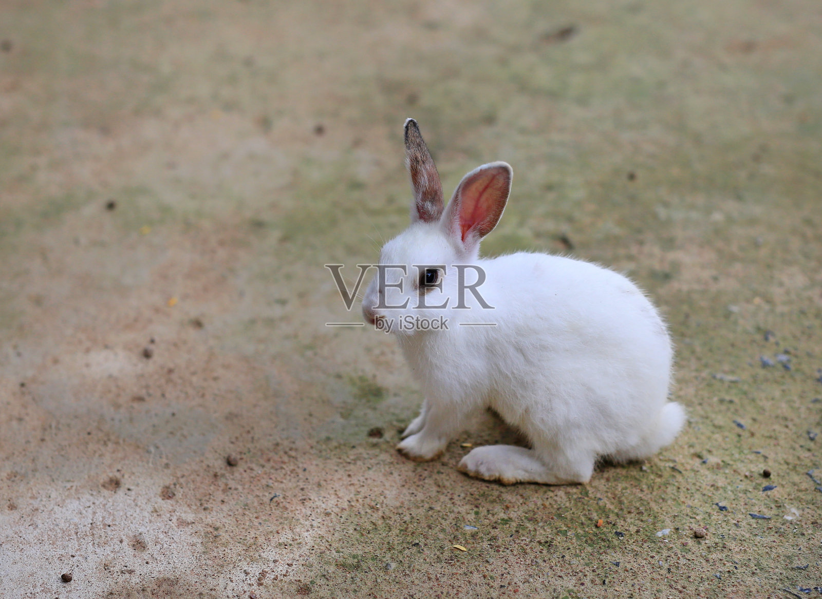 白色毛茸茸的兔子在室内。照片摄影图片
