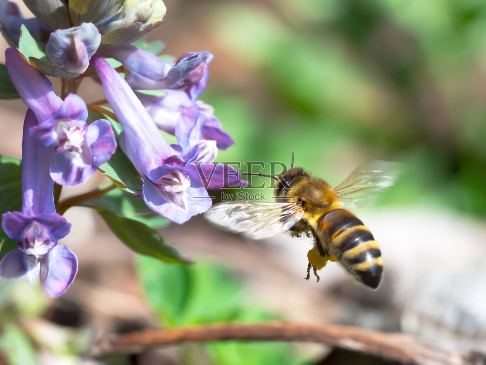 蜜蜂飞向紫丁香花照片摄影图片