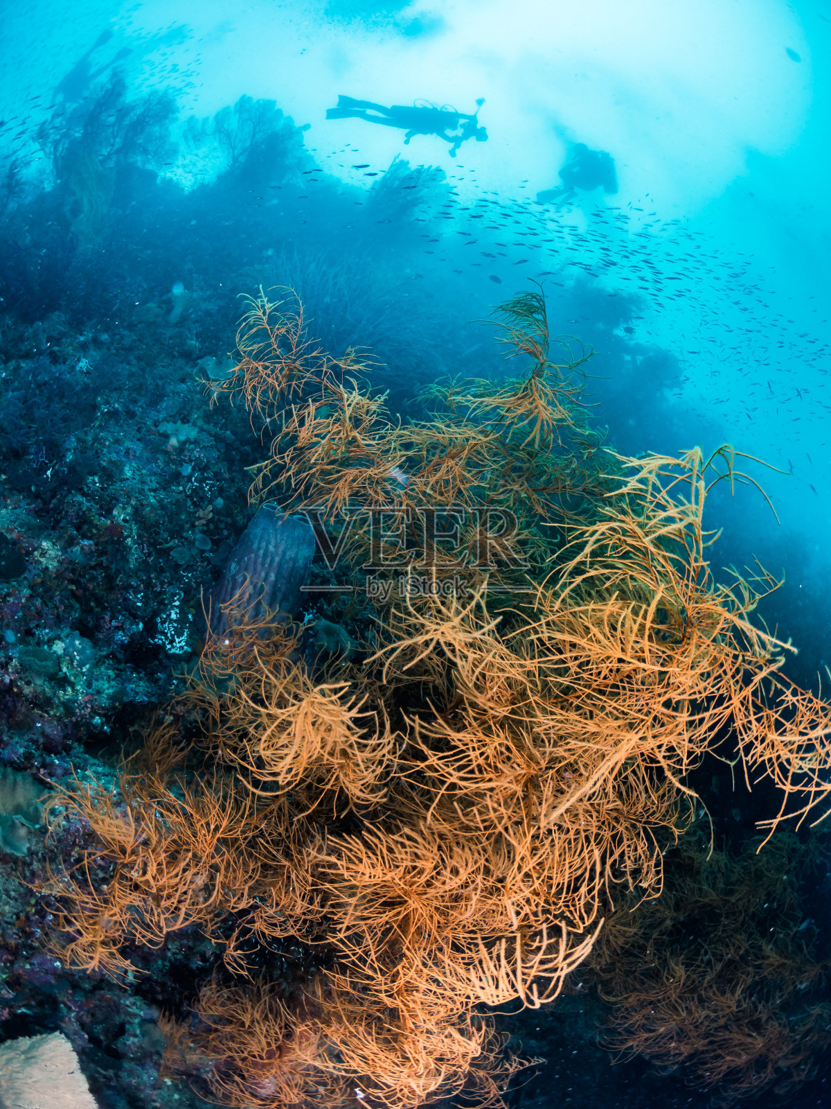 软珊瑚，海星，黑暗的背景照片摄影图片