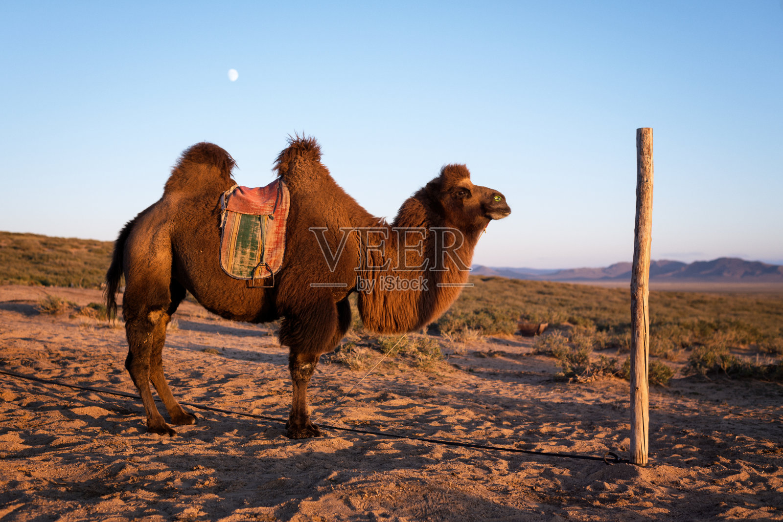骆驼和月亮照片摄影图片
