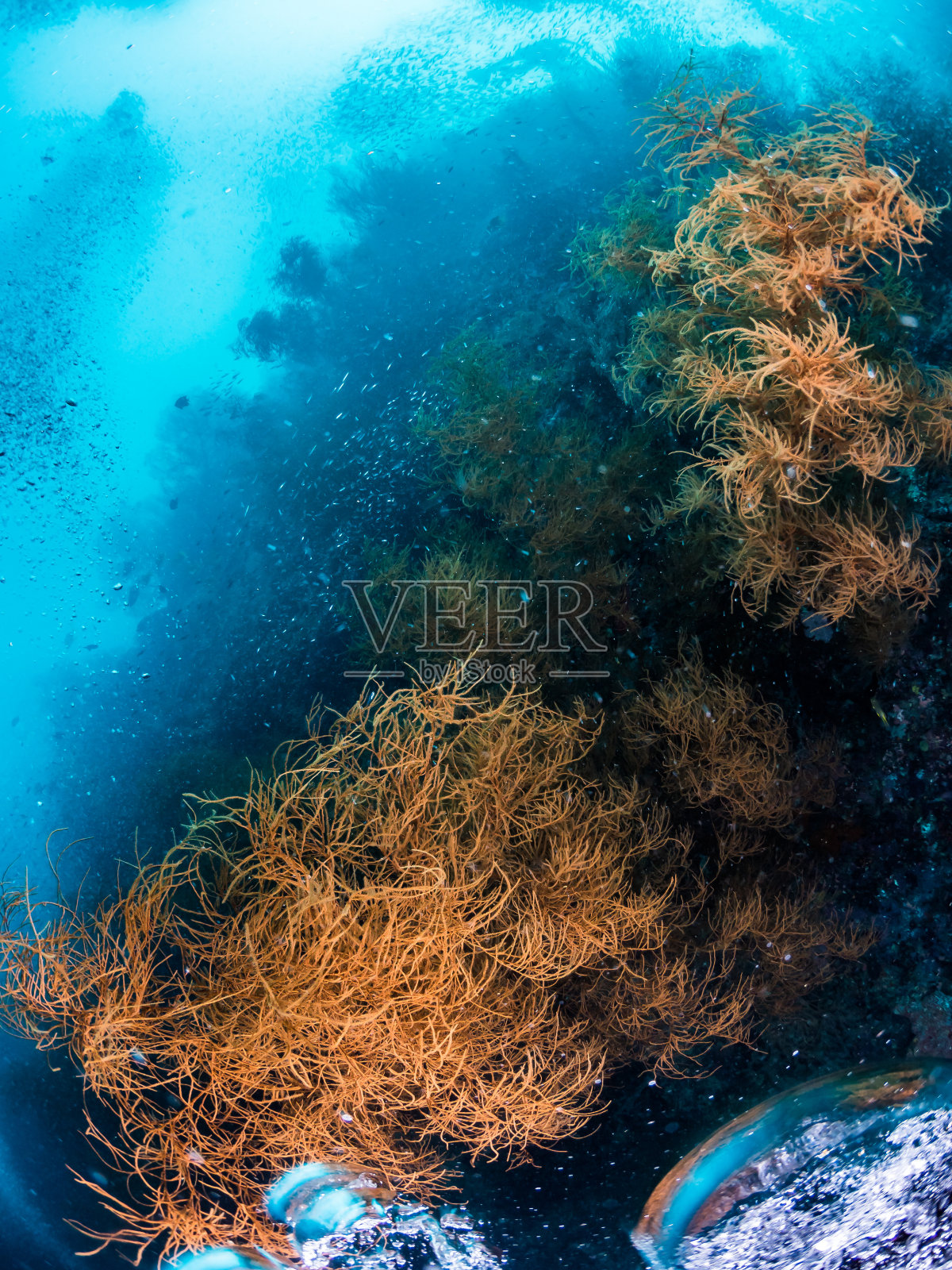 软珊瑚、Seafan照片摄影图片