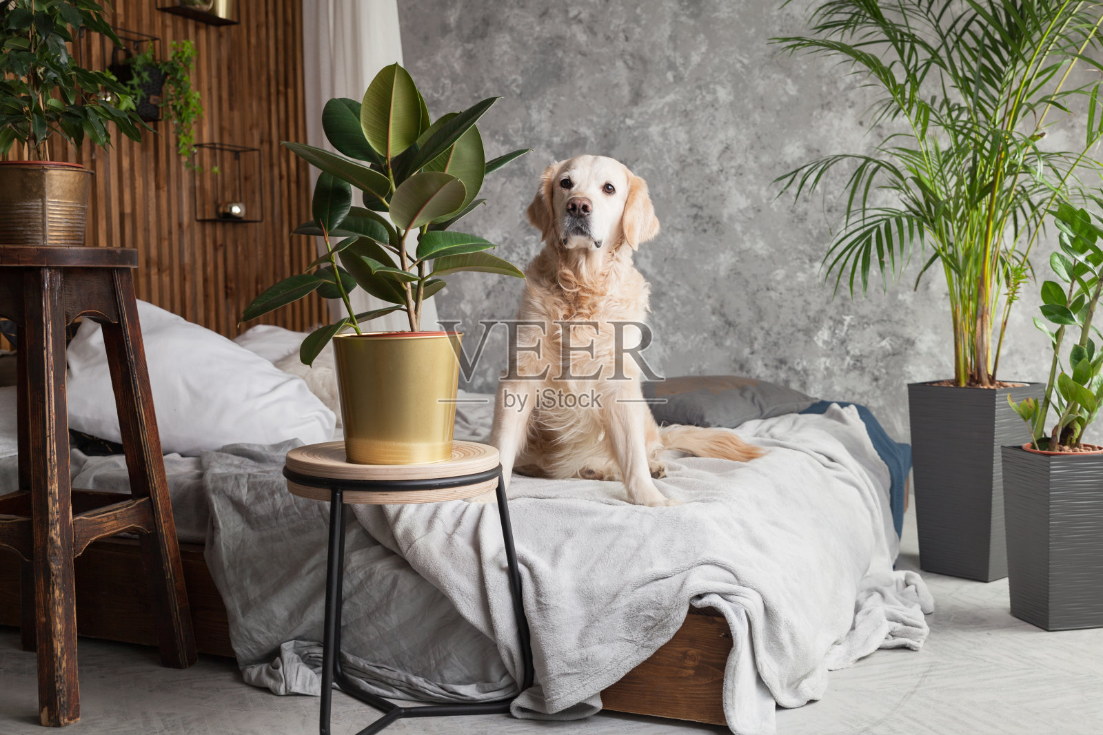金毛猎犬纯种小狗狗的外套和枕头上的床上，在房子或酒店。斯堪的纳维亚风格的绿色植物客厅室内装饰艺术公寓。宠物友好的概念，复制空间。照片摄影图片