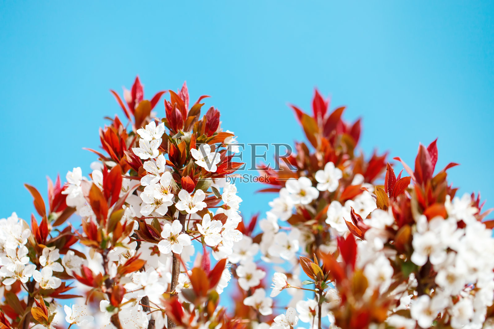樱花树在春天美丽的花。园艺。有选择性的重点照片摄影图片