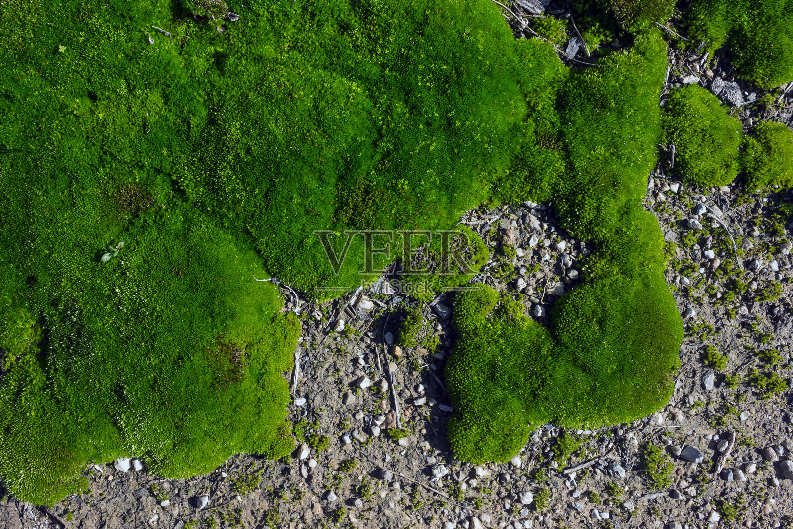 绿色苔藓的纹理为背景。春天森林里的苔藓。照片摄影图片