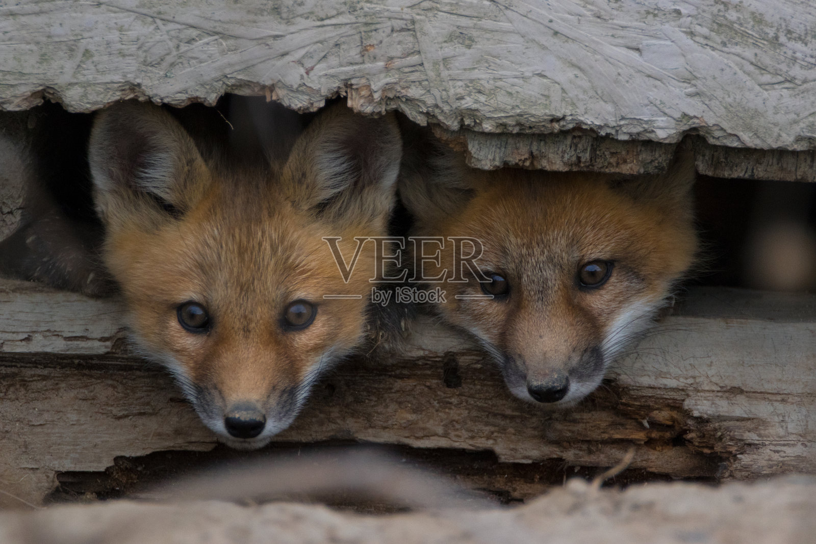 两只小狐狸在偷看照片摄影图片