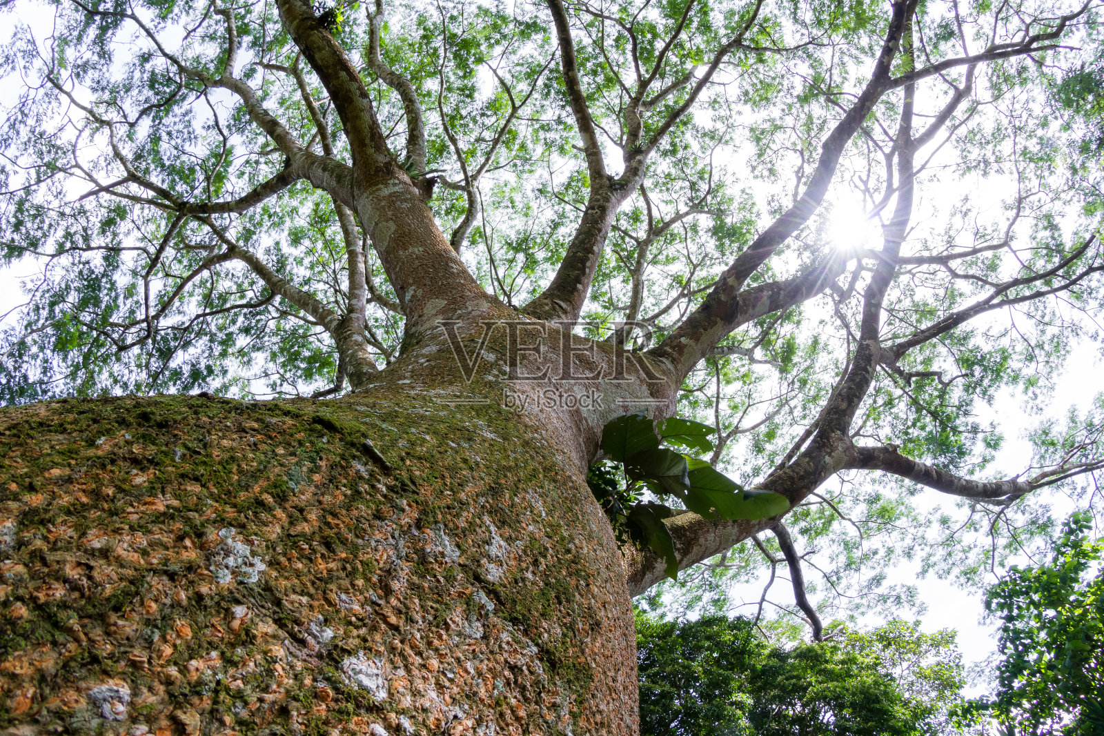 瓜纳卡斯特树照片摄影图片