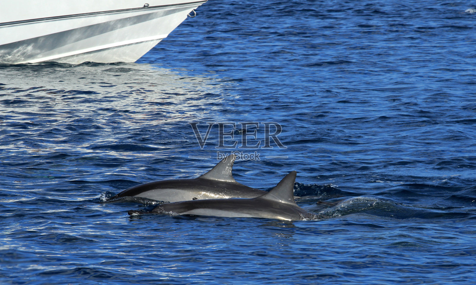 飞旋海豚照片摄影图片