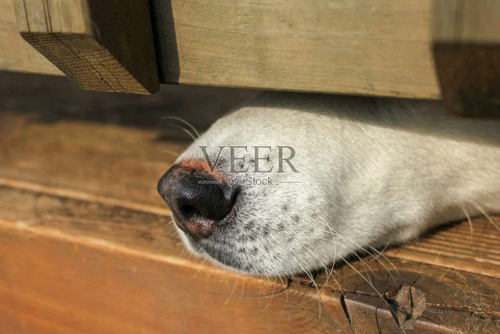 西伯利亚雪橇犬的鼻子照片摄影图片