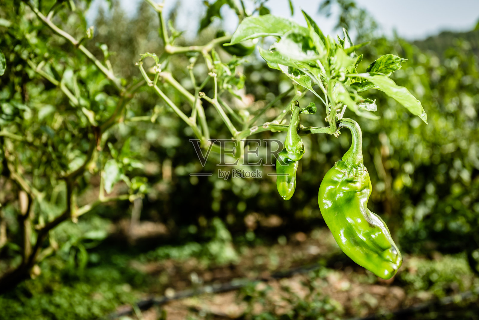 一个青椒挂在蔬菜园里的树枝上的特写。绿色背景模糊照片摄影图片