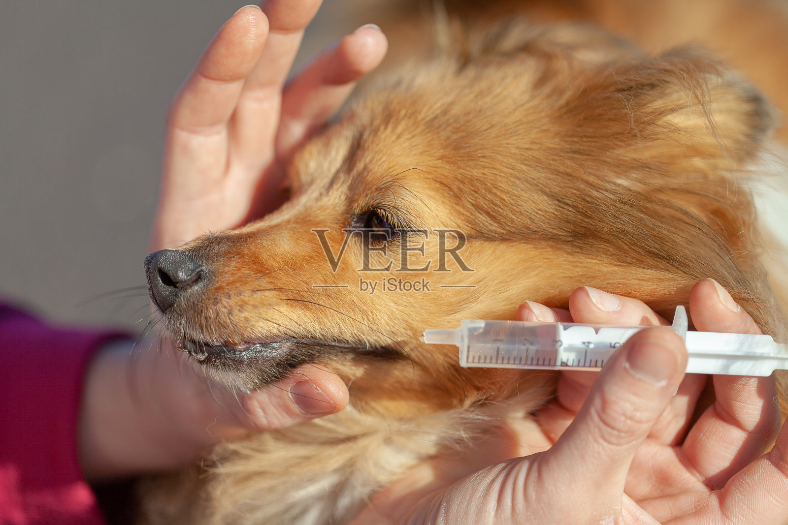 一只设得兰牧羊犬在用一个塑料注射器吃药照片摄影图片