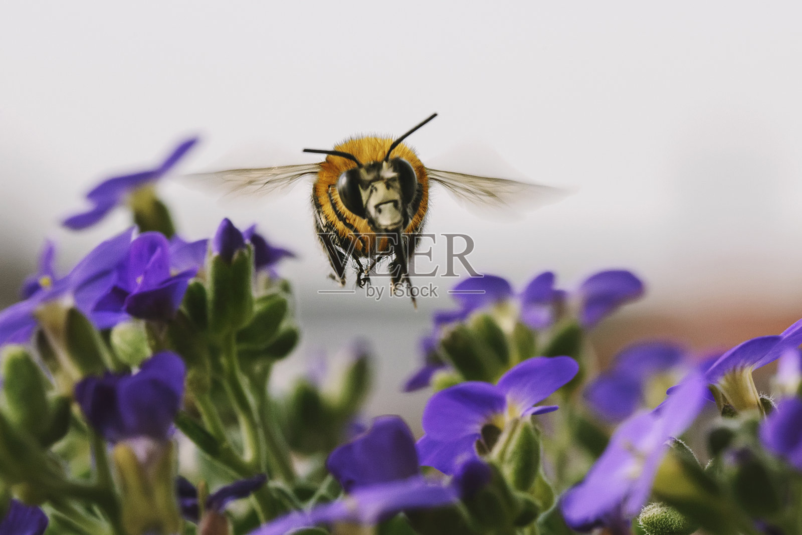 美丽的飞行蜜蜂从多汁的紫色花朵中采集花蜜。照片摄影图片