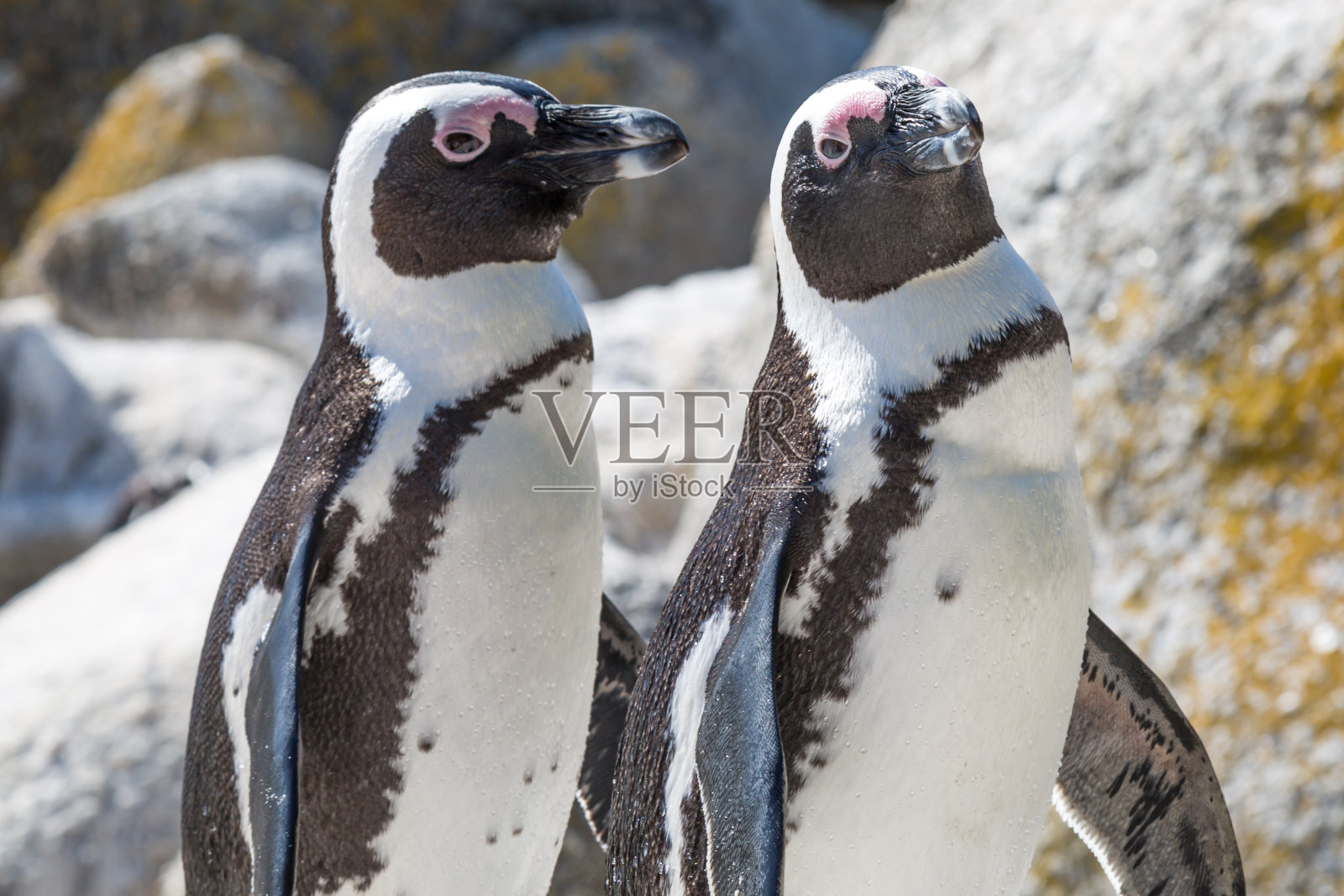 两个非洲企鹅照片摄影图片