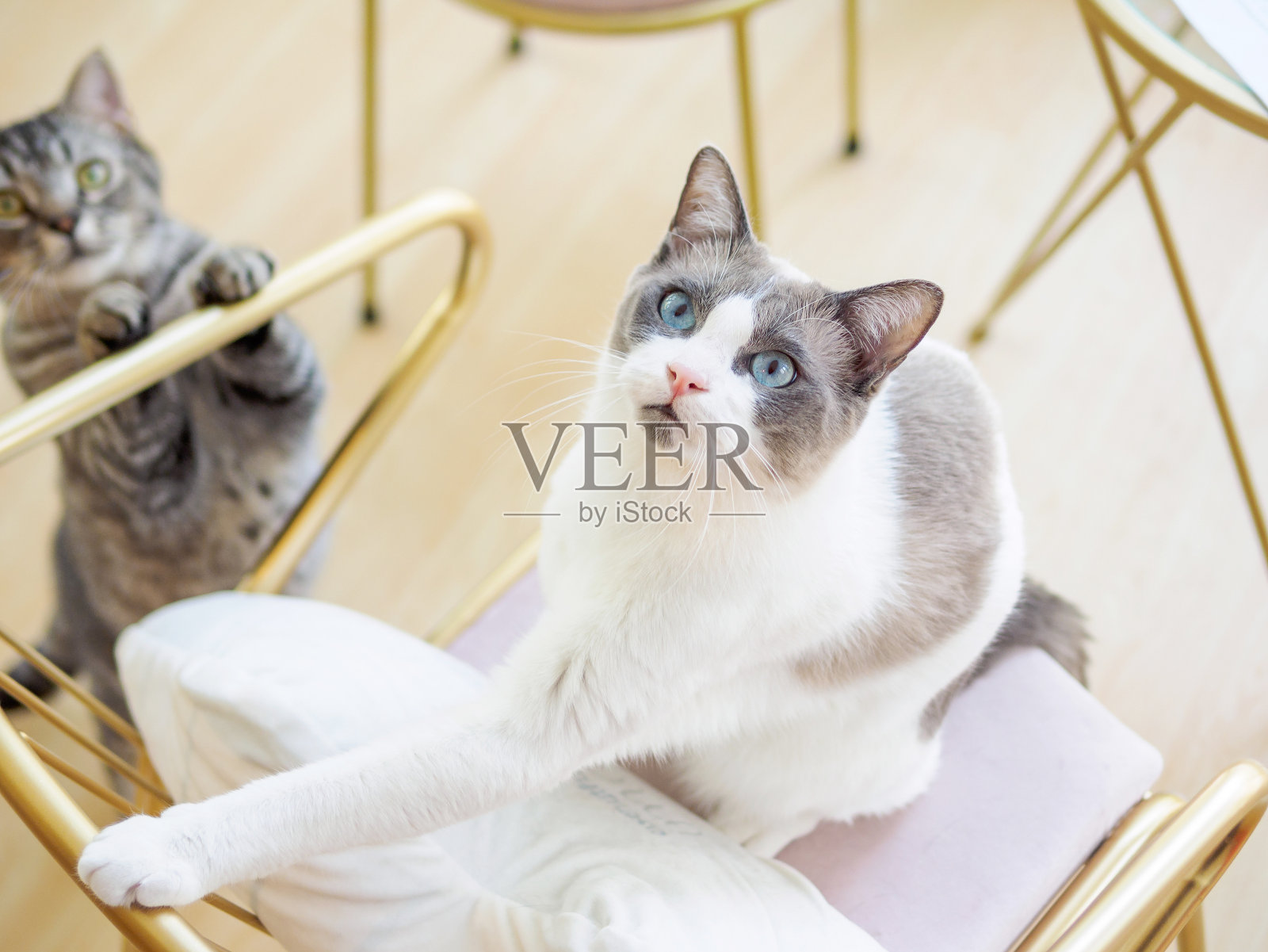 双色棕白色布娃娃猫的肖像坐在椅子上，抬头准备跳跃，布娃娃猫美丽的蓝色眼睛和长胡须。另一只虎斑猫在一旁等着。照片摄影图片