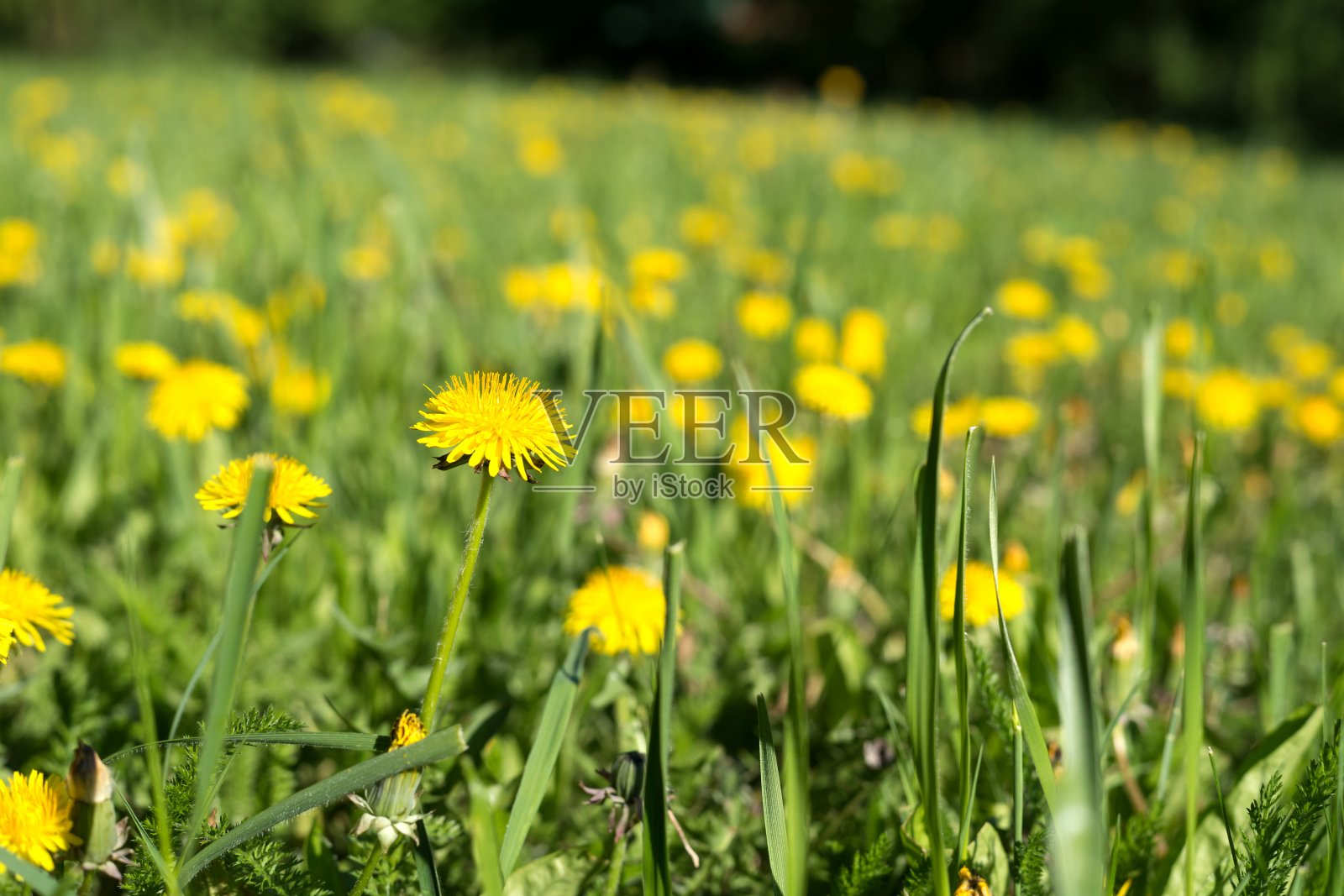 黄色的蒲公英(牛奶女巫gowan)在盛开的蒲公英草坪上。照片摄影图片