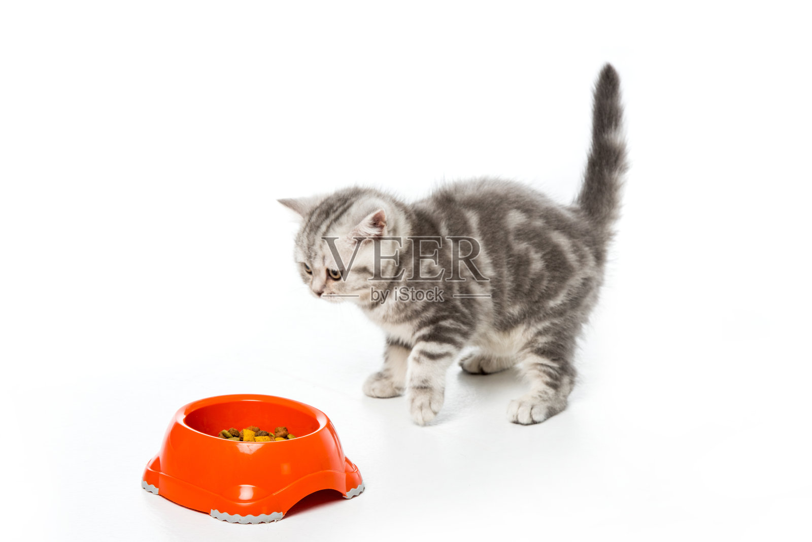 可爱的小猫看着塑料碗与猫粮隔离白色照片摄影图片