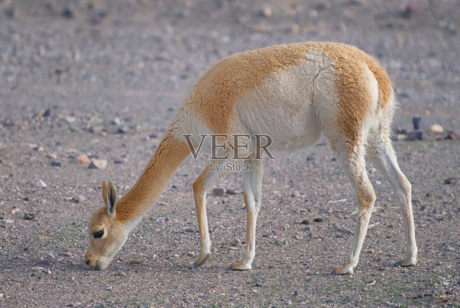 小羊驼:产于南美洲的一种高海拔骆驼照片摄影图片