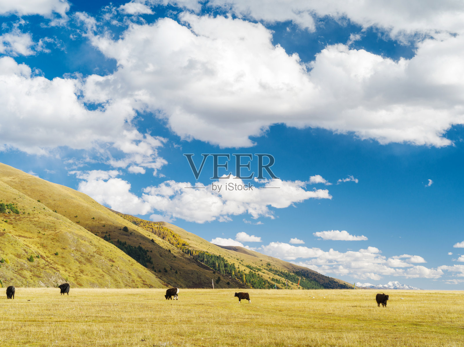 美丽的山脉和草原与黑色的牦牛和蓝色的云天。戏剧性的风景如画的场景。地理位置:四川大港，中国，亚洲。美丽的世界。照片摄影图片
