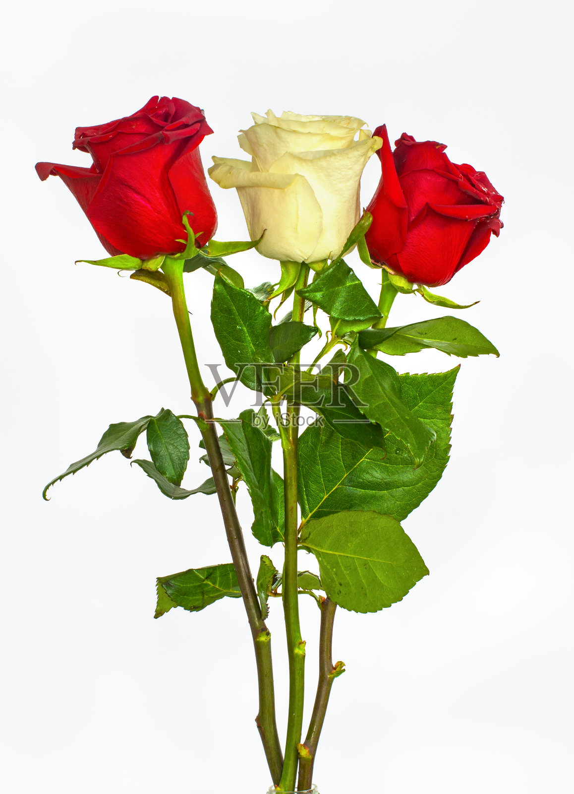 一大束美丽的玫瑰，红，蓝，白，绿的花在白色的背景，玫瑰孤立。照片摄影图片