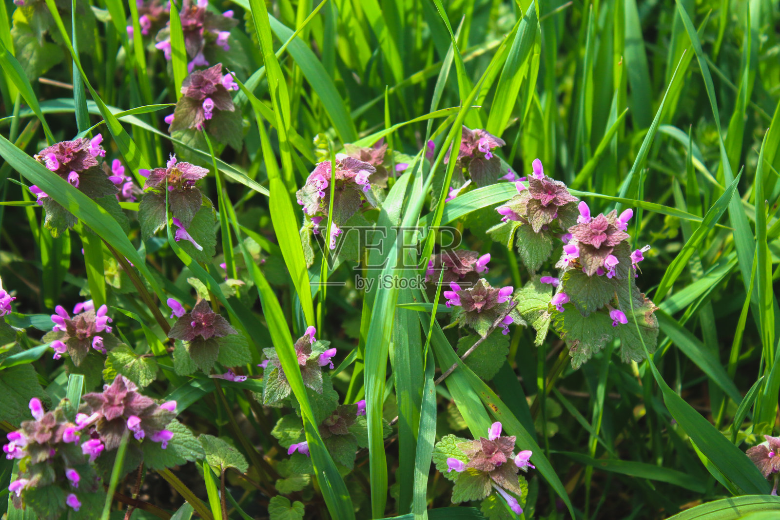 紫色的死荨麻与绿色的草在背景。照片摄影图片