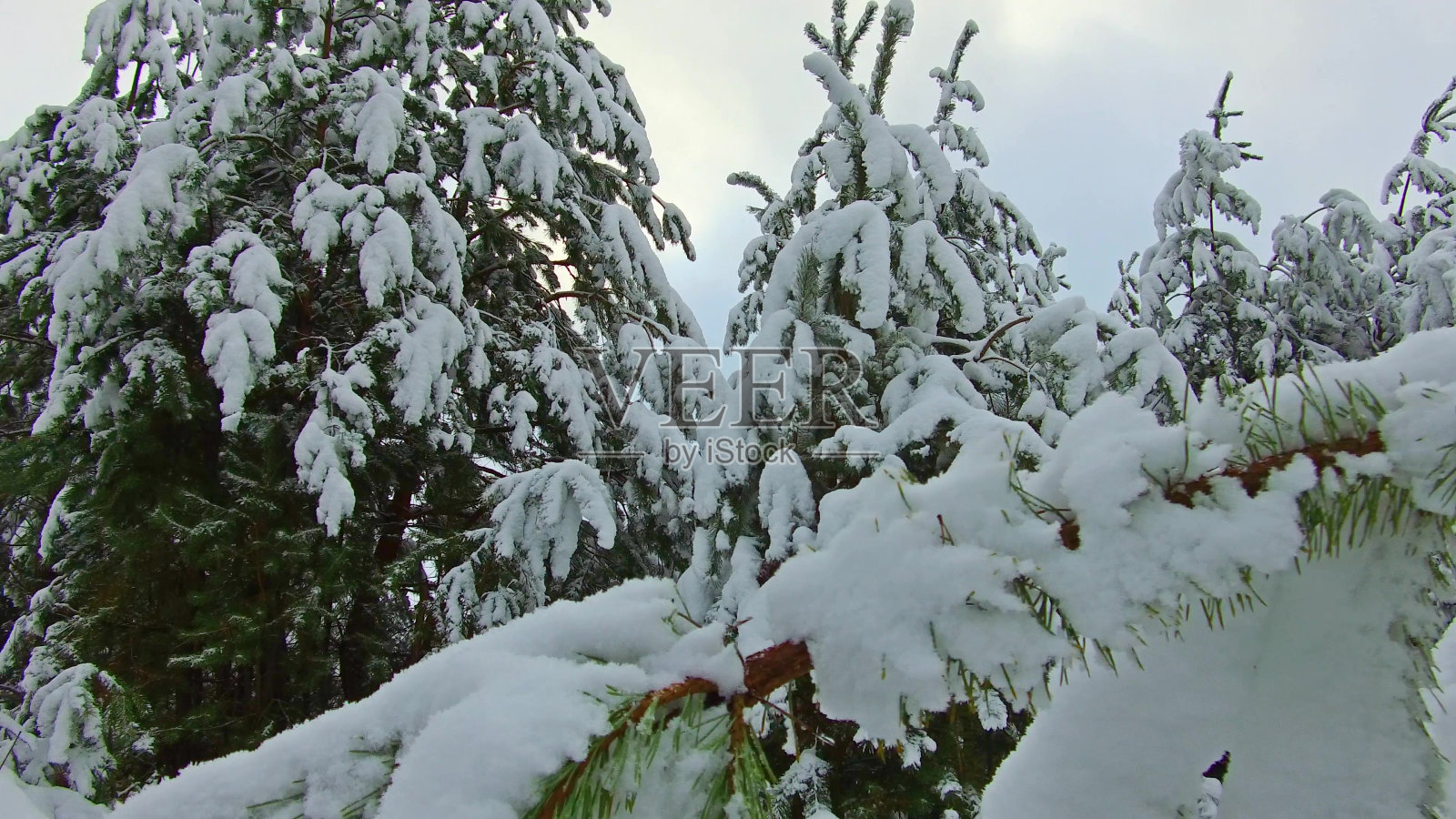 冬天森林里的雪树在金色的夕阳下。金色的阳光照耀松林覆盖在雪在冬季日出定格镜头。圣诞树是户外美丽的自然景观照片摄影图片