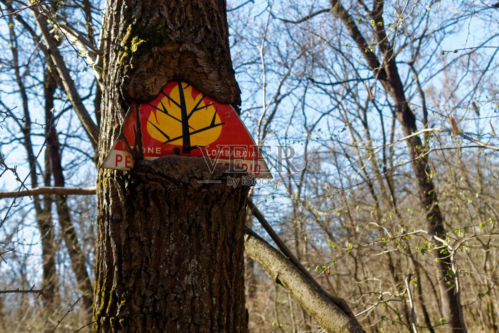 关于保护森林免受火灾的危险标志在森林中长成了一棵树。隆巴地亚——意大利一个地区的名称照片摄影图片