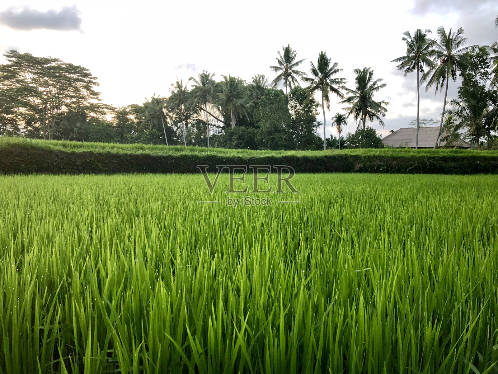 日落时的绿色稻田照片摄影图片