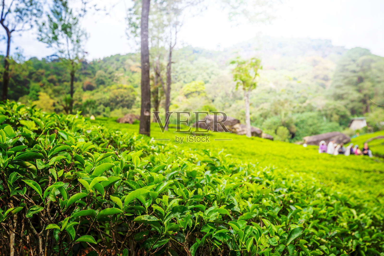 绿色锡兰茶园。照片摄影图片