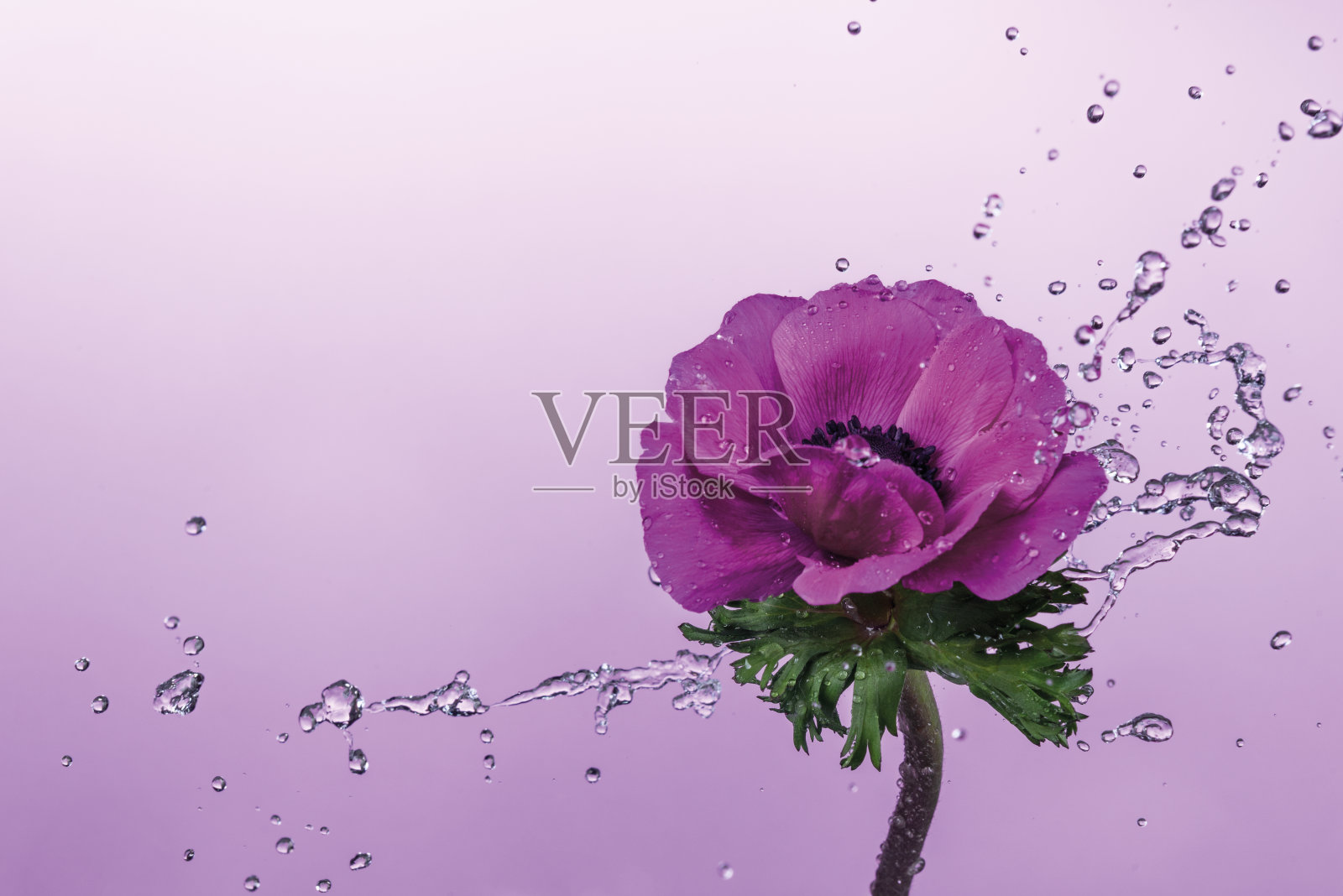 紫色银莲花花与水溅照片摄影图片