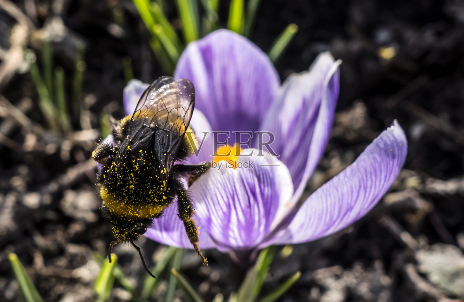 被藏红花花粉污染的大黄蜂照片摄影图片