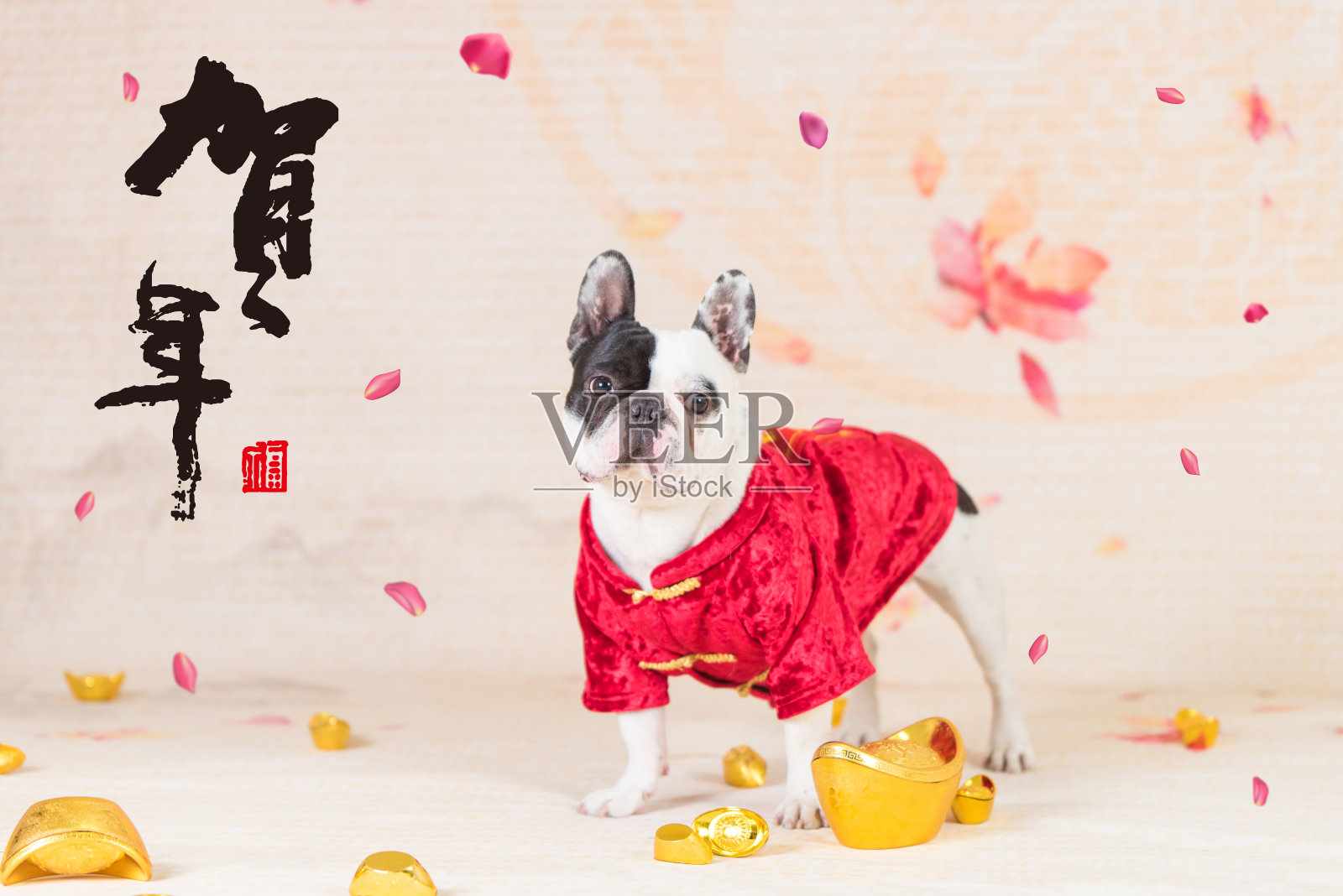 一只法国斗牛犬庆祝中国新年照片摄影图片