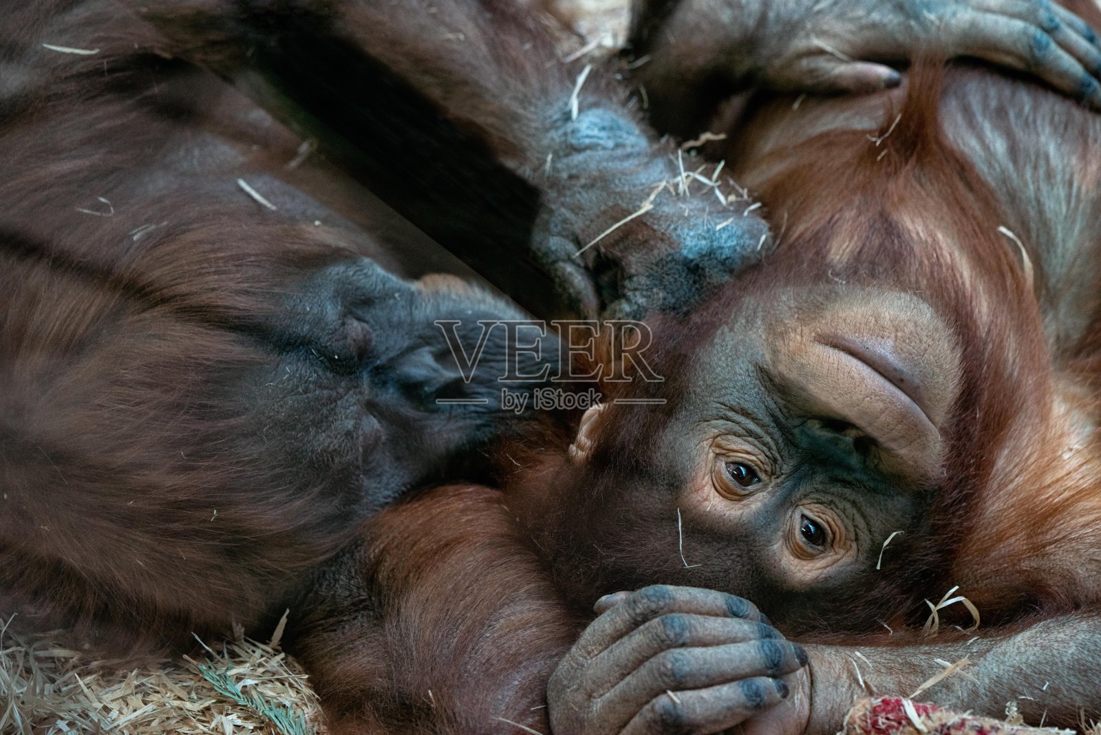 一对黑猩猩躺在干草上休息。猴子之间柔软的触摸关系，近距离观察照片摄影图片