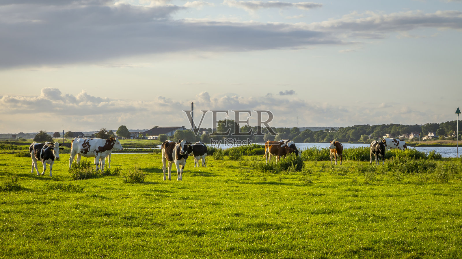 绿色的田野上成群的牛照片摄影图片