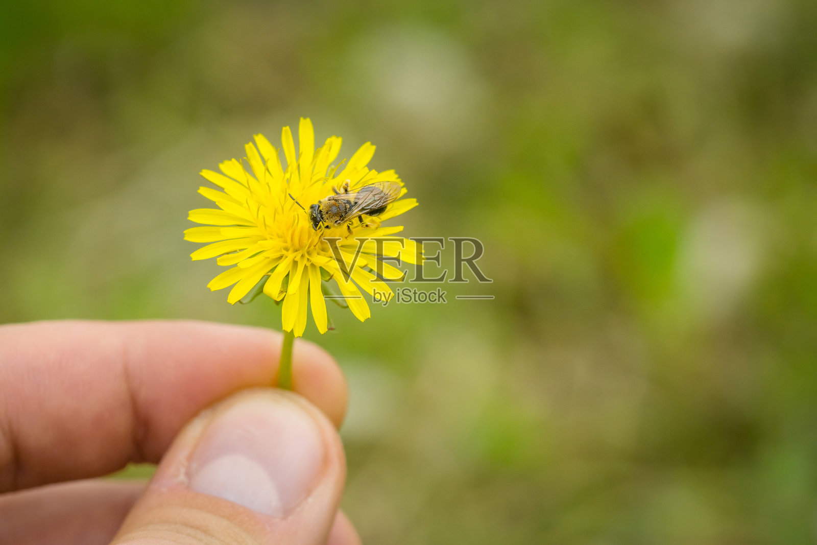 雄性手指拿着蒲公英花，蜜蜂在花上采集花粉。照片摄影图片