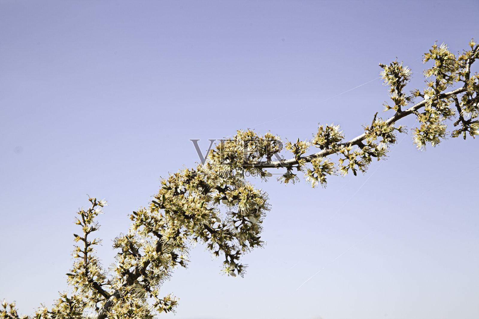 花粉植株自然照片摄影图片
