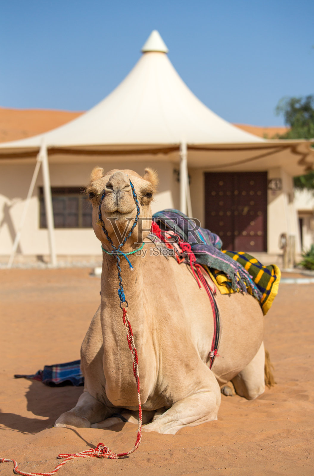 沙漠中的骆驼照片摄影图片