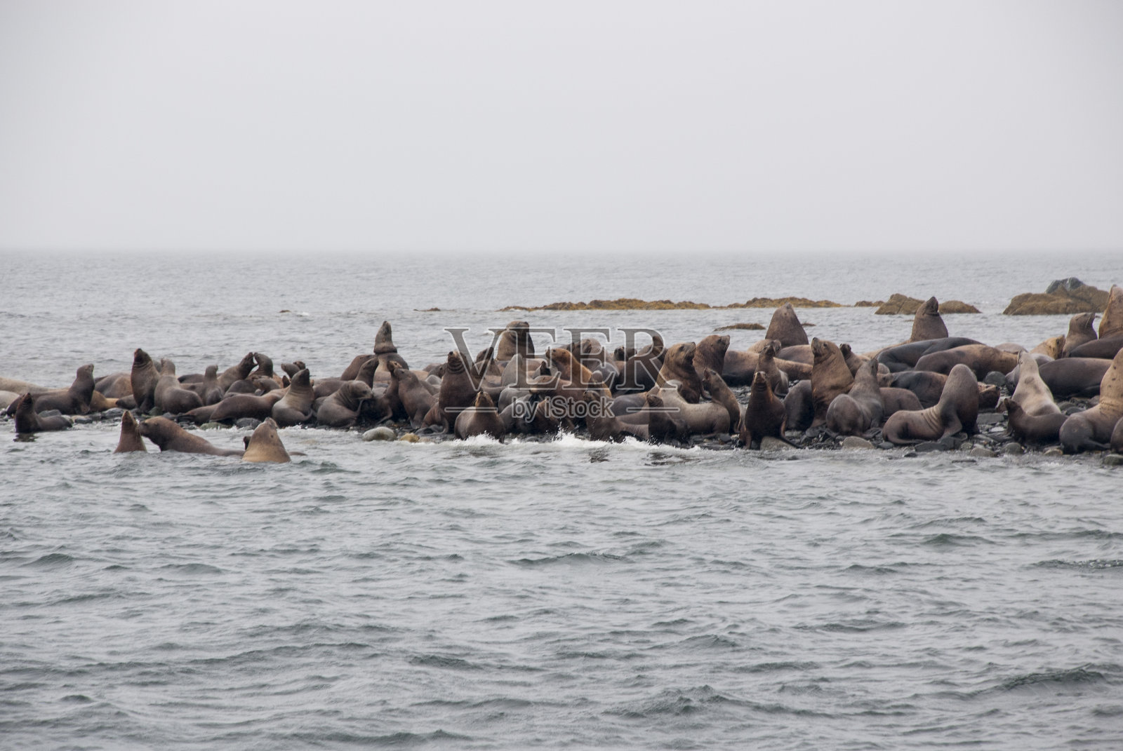 海狮在海岸的海滩上休息照片摄影图片