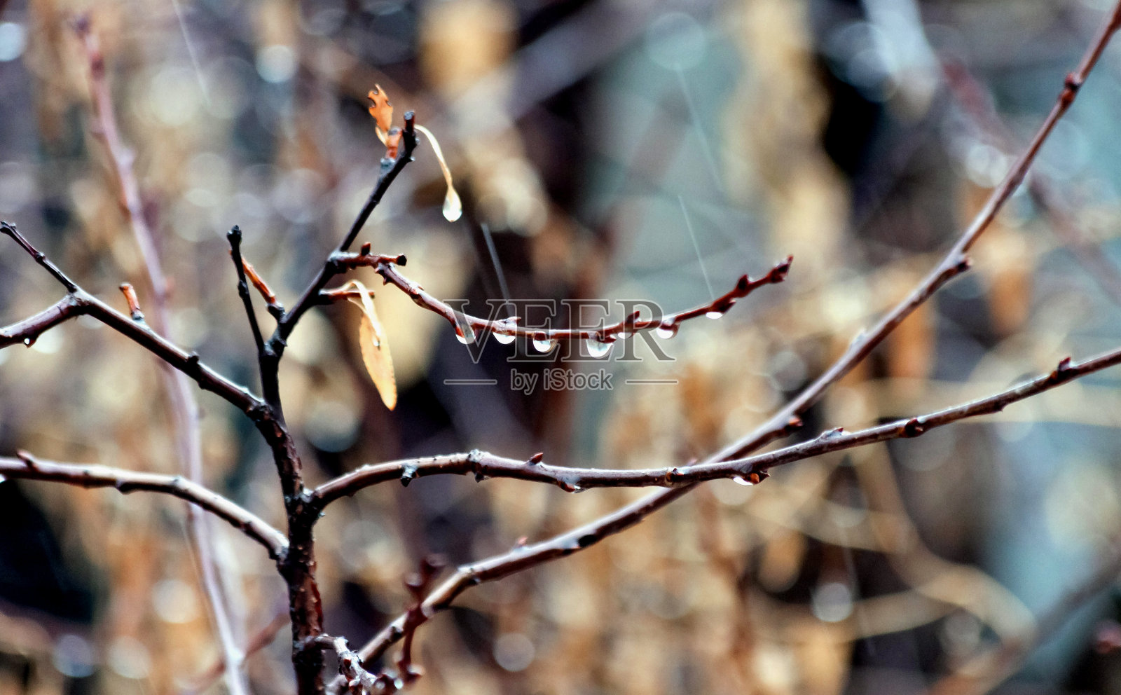第一场春雨，雨点落在光秃秃的树枝上照片摄影图片