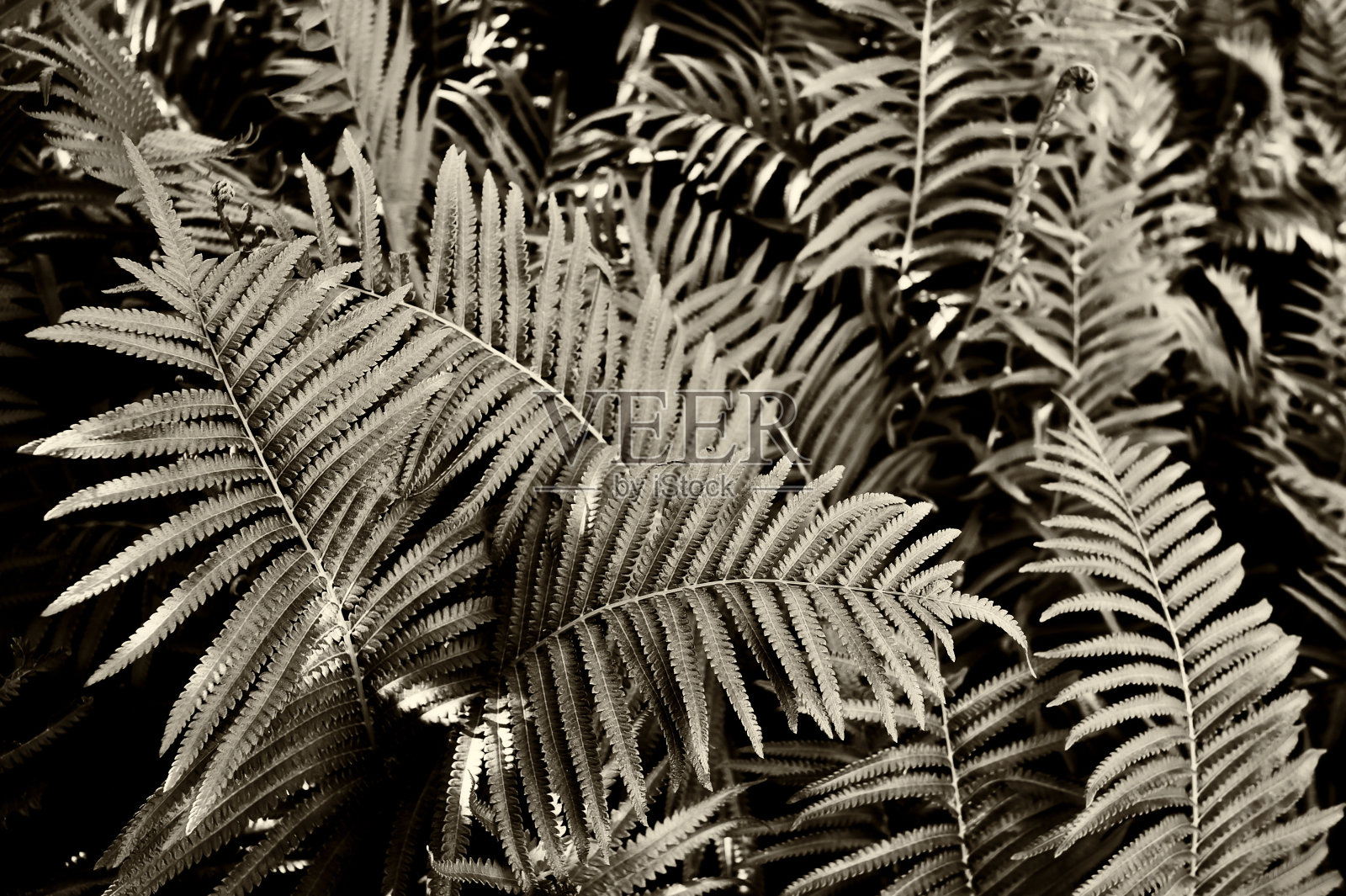 蕨类植物的叶子照片摄影图片