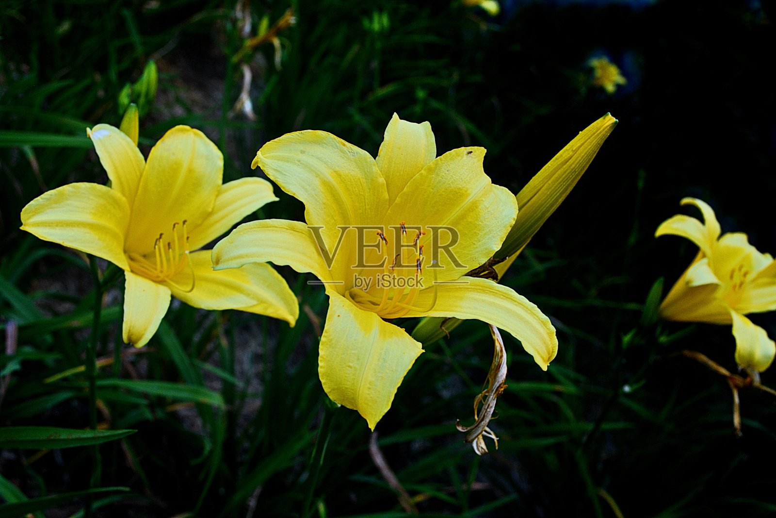 美丽的花萱草属植物照片摄影图片