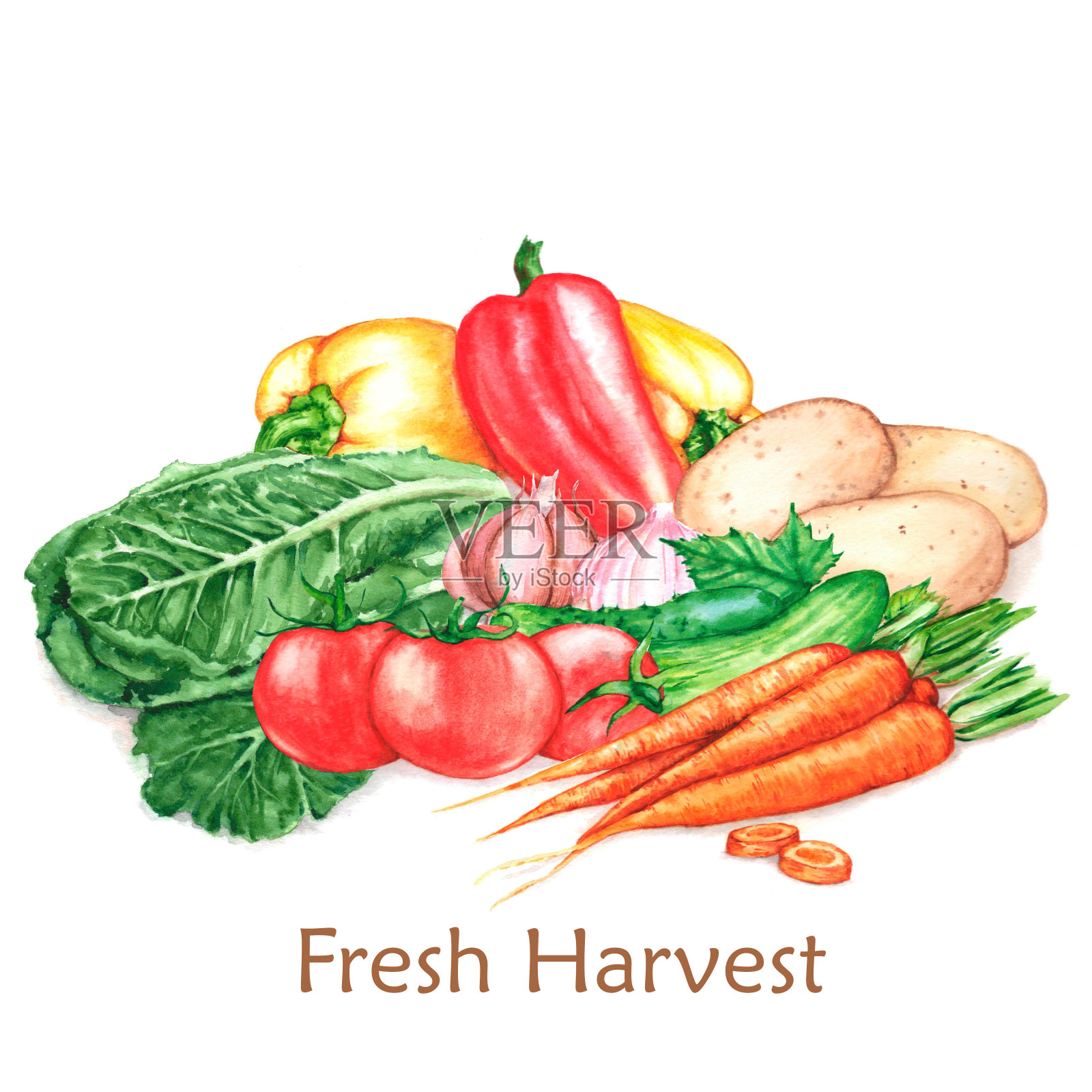 新鲜收获的手绘水彩插图。不同的蔬菜，孤立在白色的背景上插画图片素材