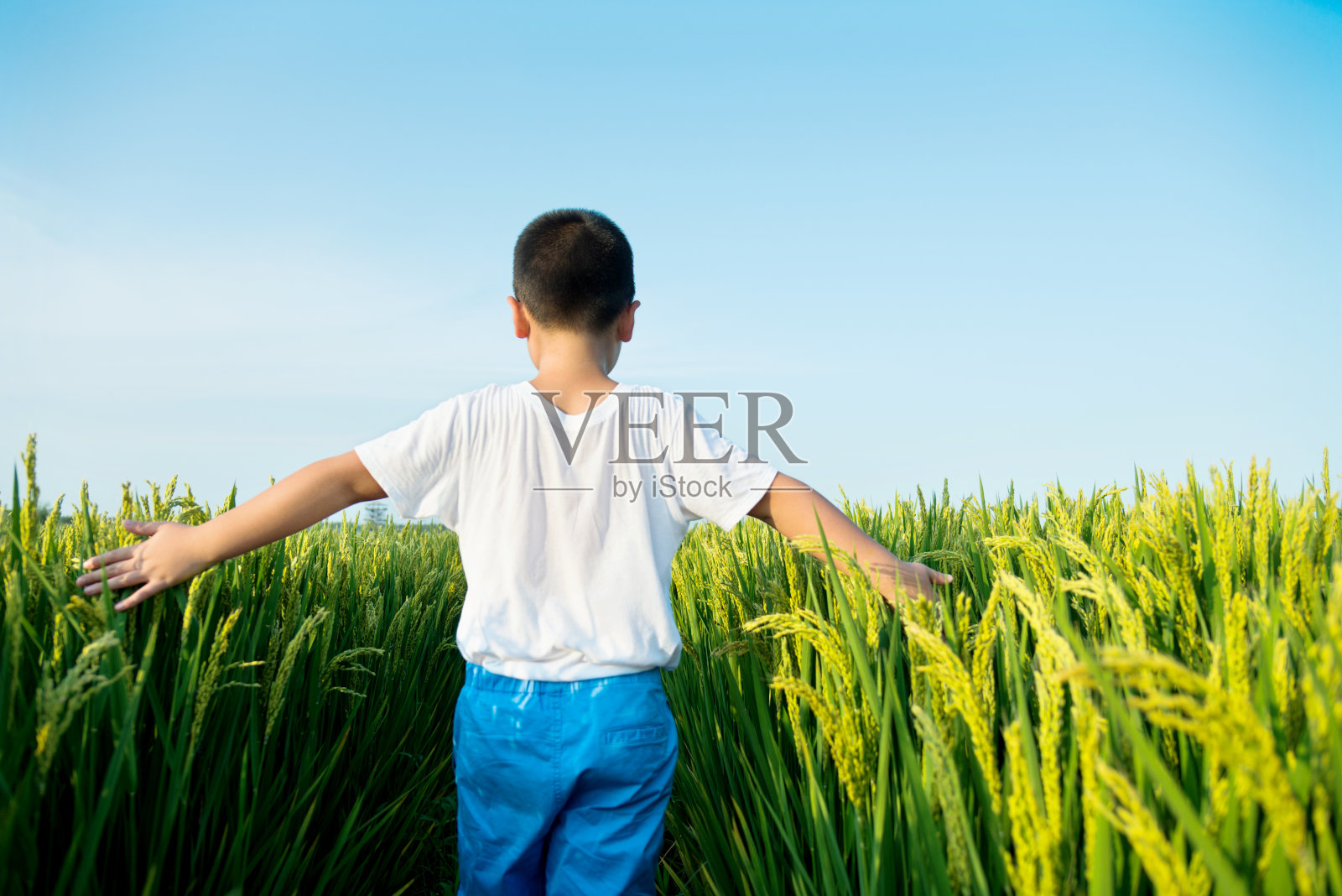 男孩站在稻田里照片摄影图片