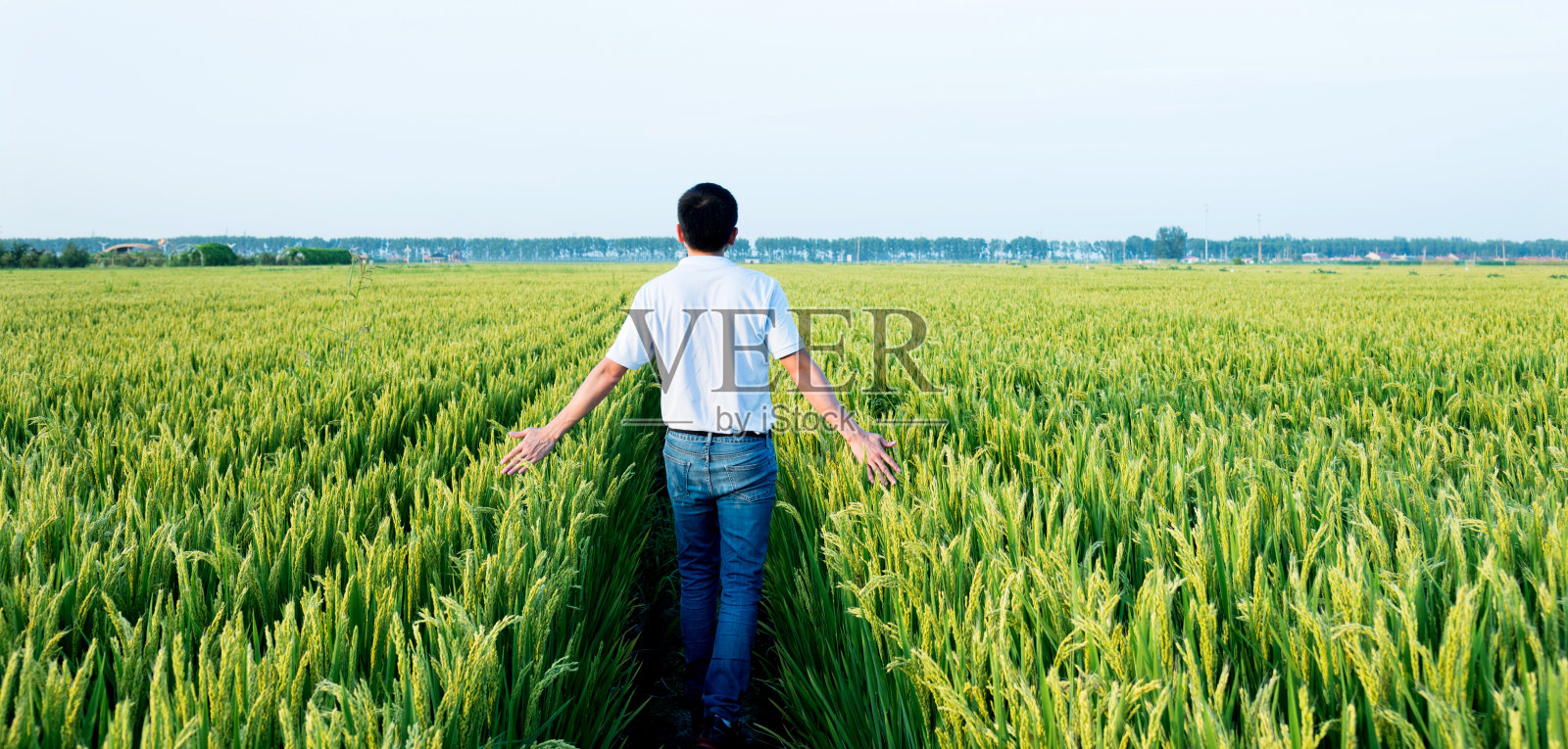 一个人走在稻田里照片摄影图片