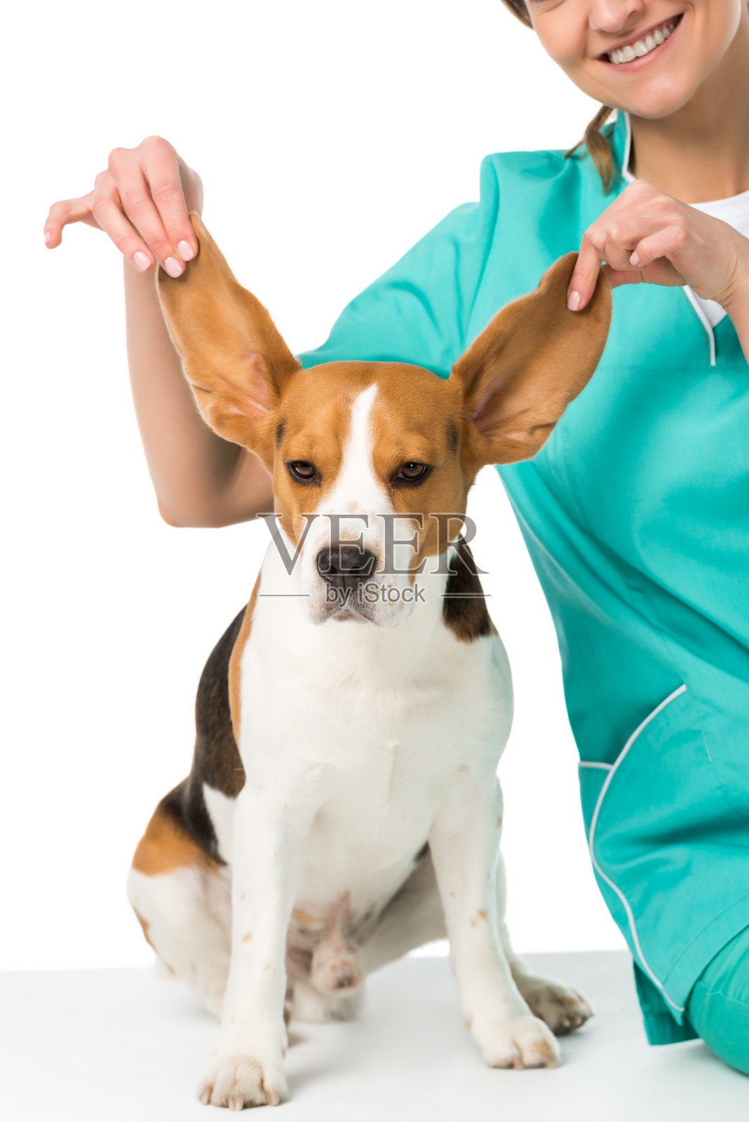 兽医抱着小猎犬的大耳朵孤立在白色的裁剪镜头照片摄影图片
