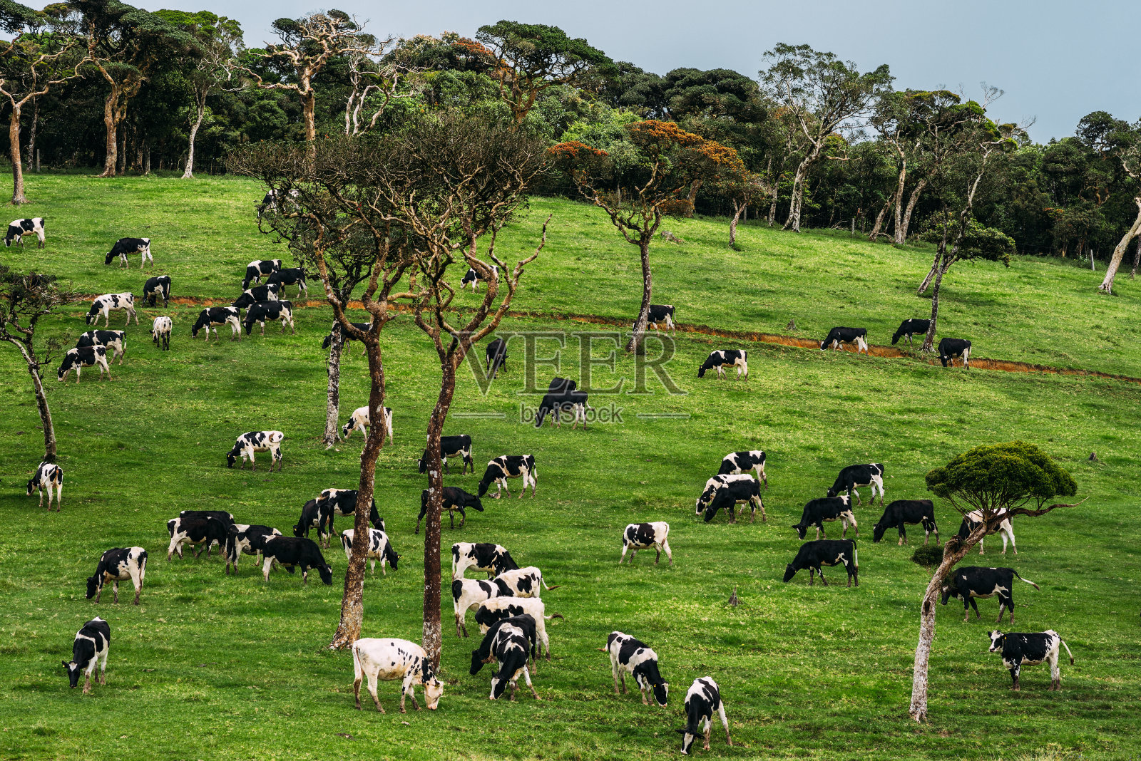 美丽的绿色田野，奶牛在那里吃草照片摄影图片
