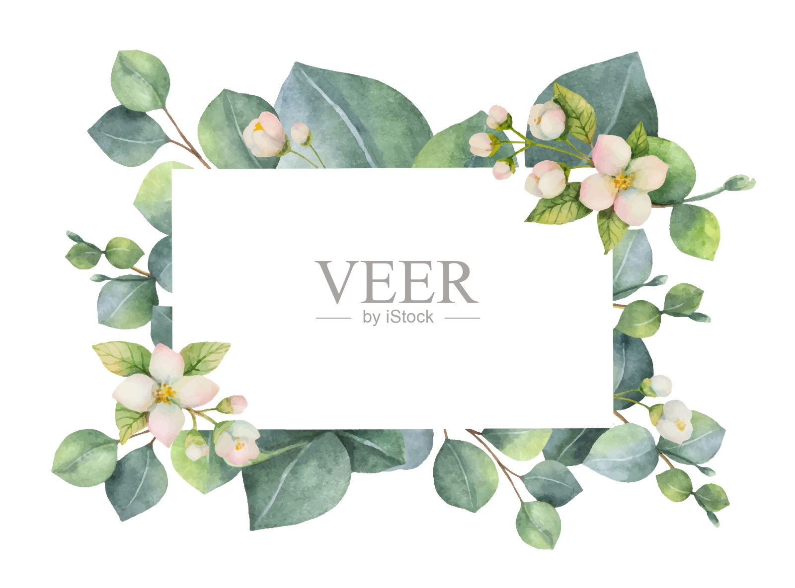 水彩向量绿色花卡与桉树叶，茉莉花和树枝孤立在白色的背景。插画图片素材