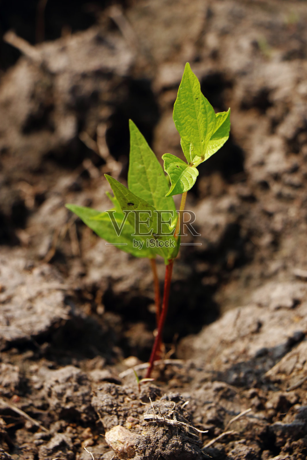 田间的印度黑克兰植物照片摄影图片