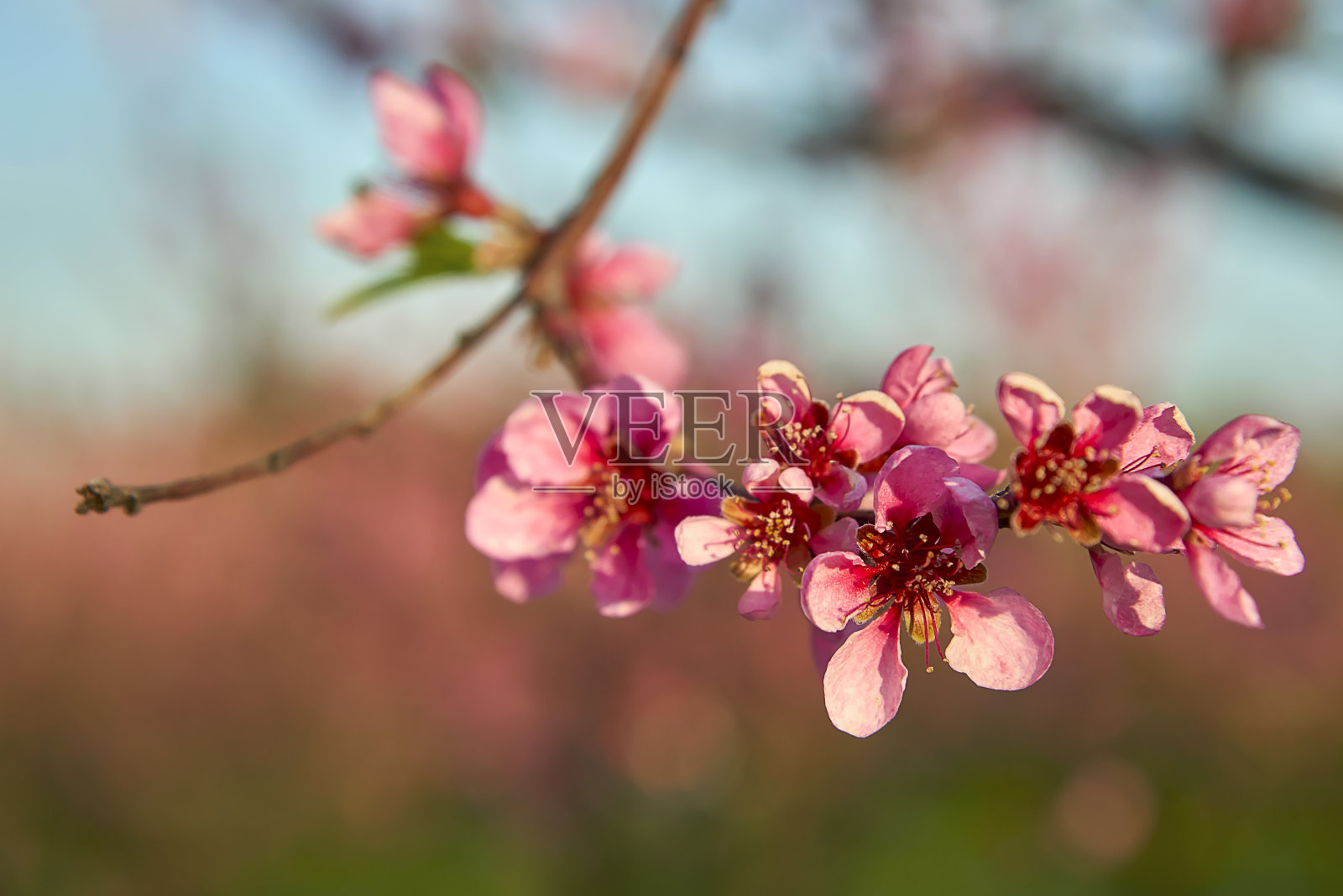 初春时节，桃花在树枝上绽放照片摄影图片